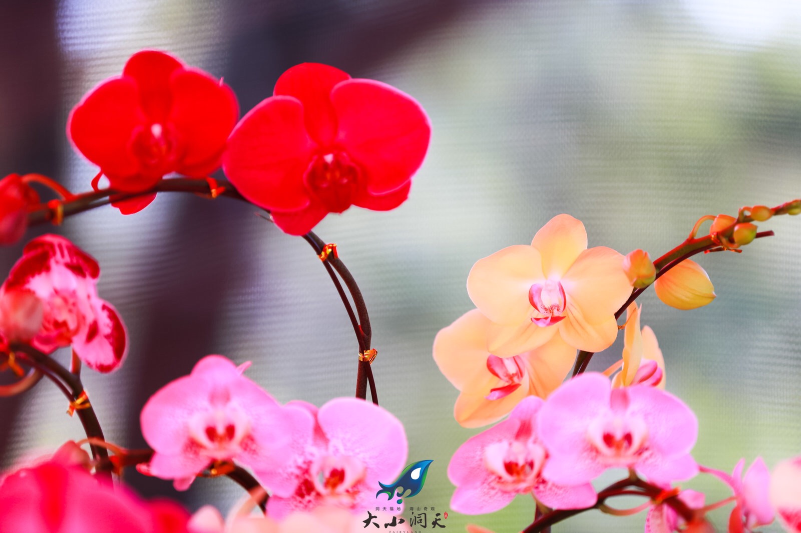 三亞迎春蘭花展在臨春嶺公園舉行 (14)