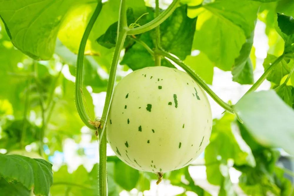 微信圖片_20190523181838 微信圖片_20190523181838