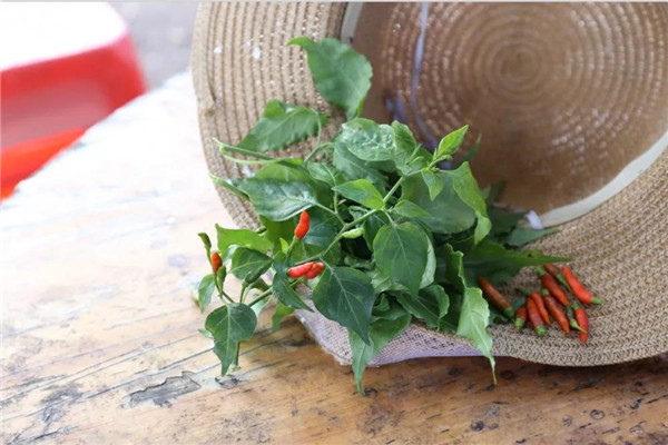 微信圖片_20190708171536 微信圖片_20190708171536