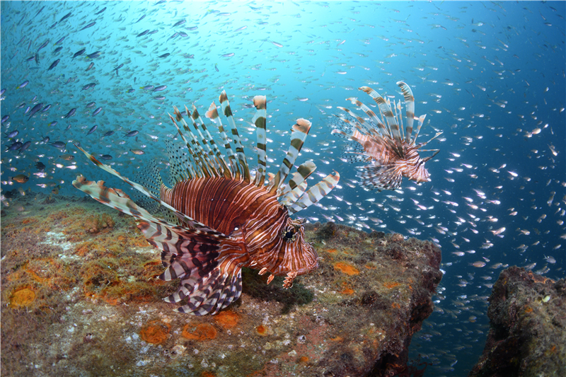 蜈支洲島獅子魚(yú) （攝影師張帆）