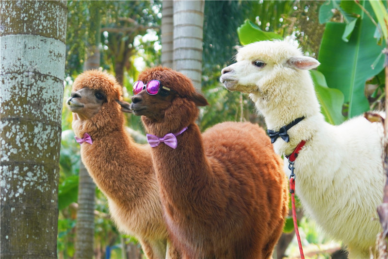 蜈支洲島可愛的羊駝