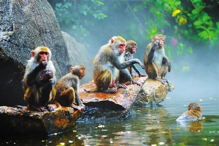 海南南灣猴島生態旅游區1 海南南灣猴島生態旅游區1