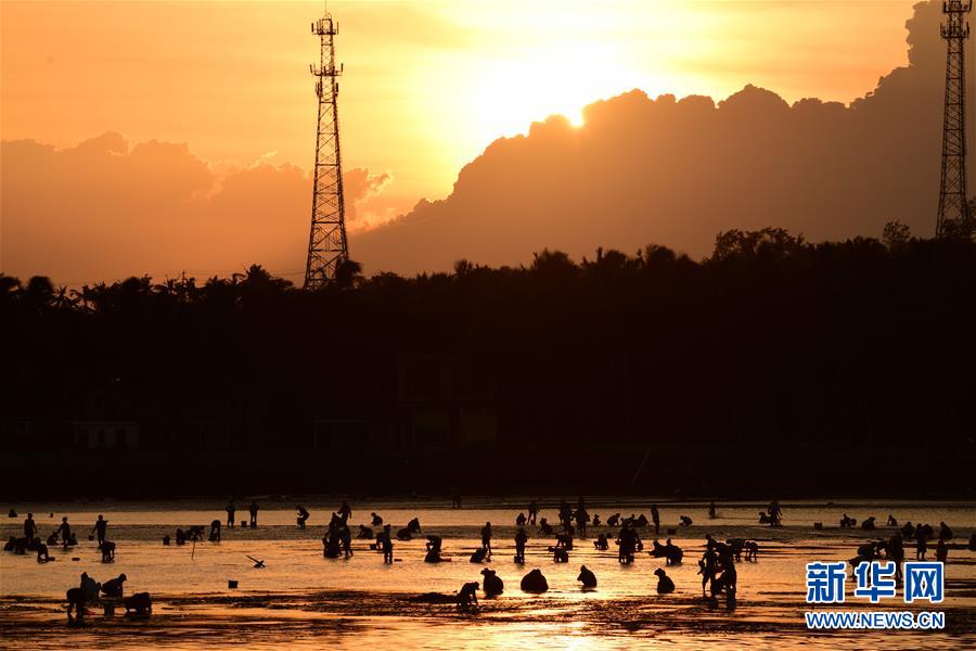 #（社會）（4）海南瓊海：趕海拾貝