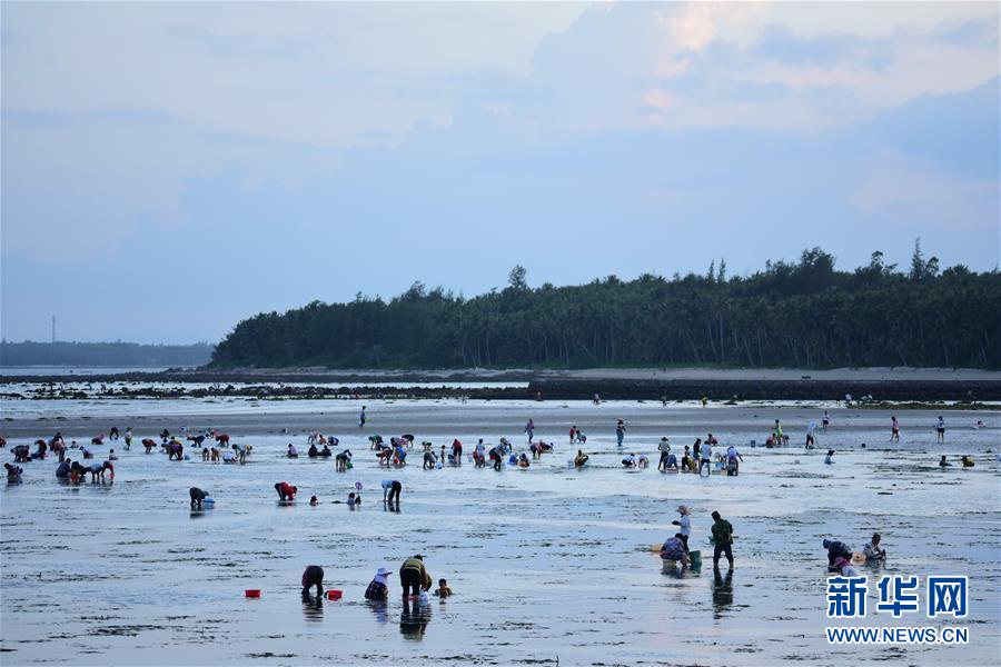 #（社會）（2）海南瓊海：趕海拾貝